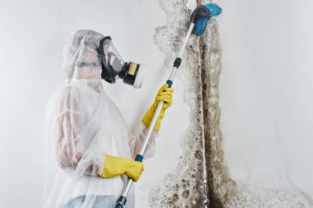 Office Mold Removal Services in Farmingdale, NJ