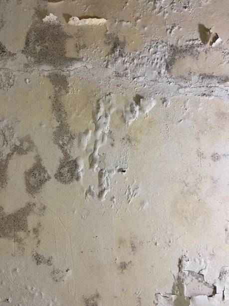 Mold Testing and Removal in Farmingdale, NJ