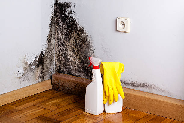 Best Mold Removal Process  in Farmingdale, NJ