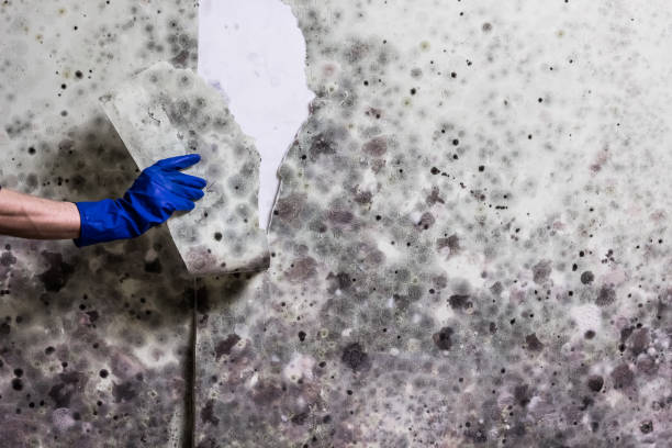 Trusted Farmingdale, NJ Mold Removal Experts